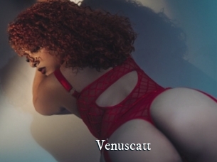 Venuscatt